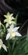 以香著称的花卉，白色花卉的大理素心兰唯美高清户外摄影写真图片
