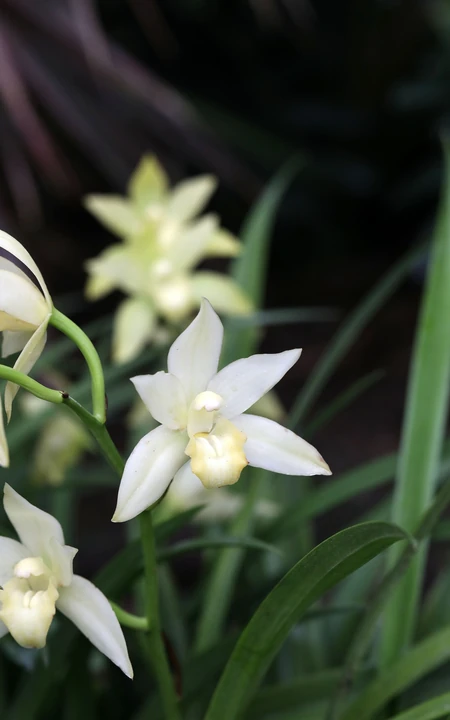 以香著称的花卉，白色花卉的大理素心兰唯美高清户外摄影写真图片