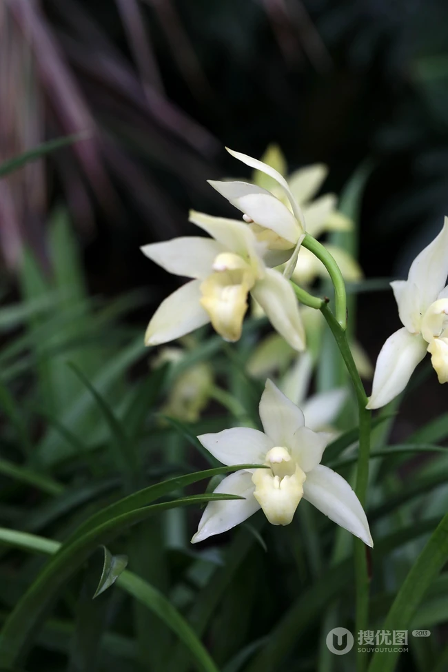 以香著称的花卉，白色花卉的大理素心兰唯美高清户外摄影写真图片