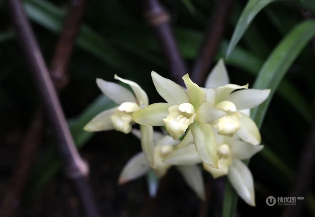 以香著称的花卉，白色花卉的大理素心兰唯美高清户外摄影写真图片