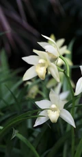 以香著称的花卉，白色花卉的大理素心兰唯美高清户外摄影写真图片