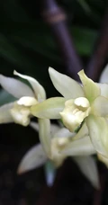 以香著称的花卉，白色花卉的大理素心兰唯美高清户外摄影写真图片