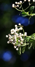 全株药用，攀缘，匍匐藤本植物蔓九节高清图片