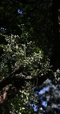 全株药用，攀缘，匍匐藤本植物蔓九节高清图片