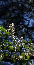 全株药用，攀缘，匍匐藤本植物蔓九节高清图片