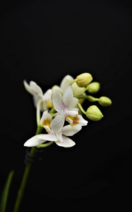 黑色背景，盛开的兰花唯美高清手机壁纸图片