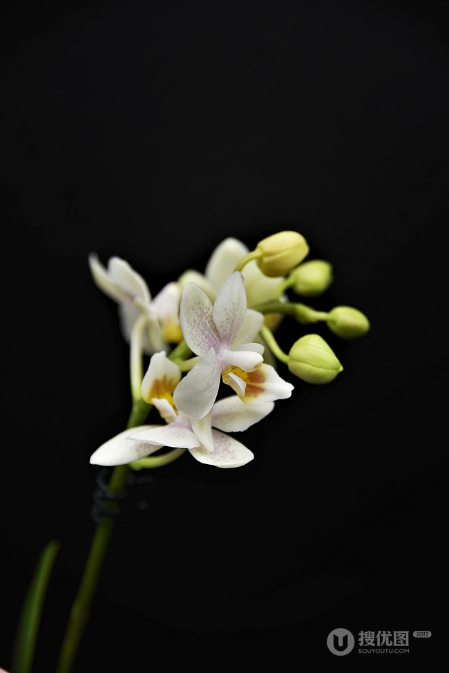 黑色背景，盛开的兰花唯美高清手机壁纸图片