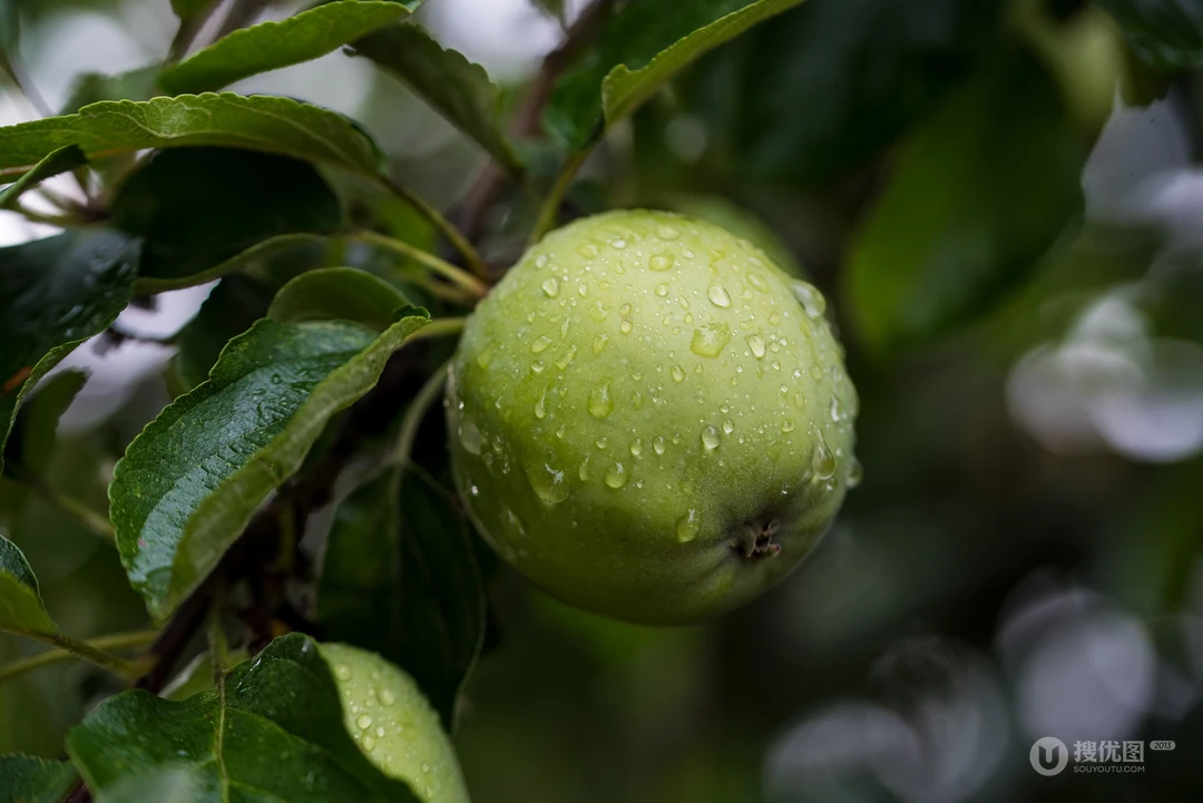 挂在树上的青苹果，沾满露水，露珠的青苹果高清唯美壁纸图片