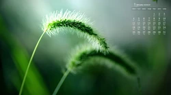 纯绿色 小清新狗尾巴草、麦穗、草尖、茅草地等2021年1月日历壁纸图片