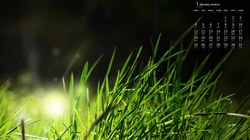 纯绿色 小清新狗尾巴草、麦穗、草尖、茅草地等2021年1月日历壁纸图片