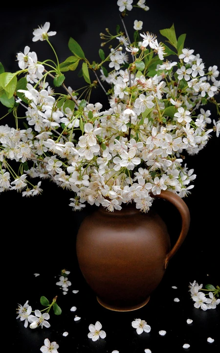 黑色背景 花瓶 盆栽 白色 樱花 花瓣 手机壁纸图片