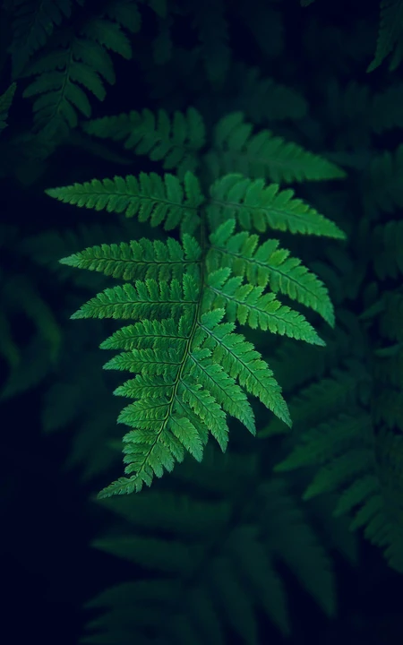 绿叶 蕨类植物的嫩叶 唯美森系大自然植物手机壁纸图片