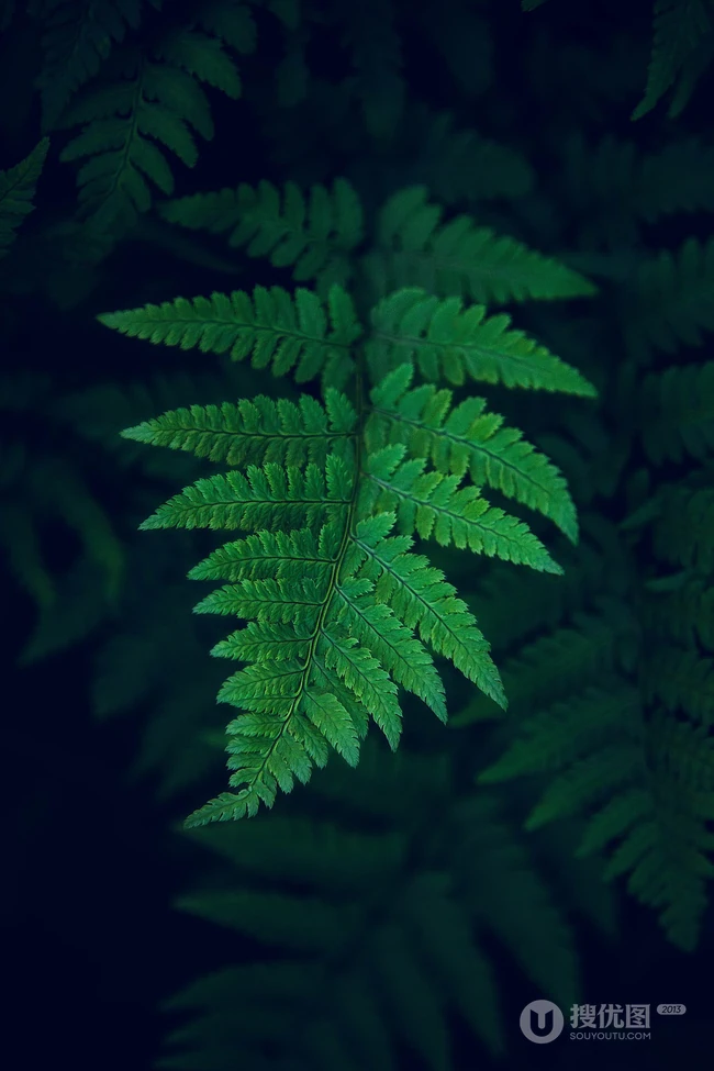 绿叶 蕨类植物的嫩叶 唯美森系大自然植物手机壁纸图片