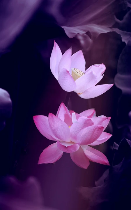 莲花 禅意 静心 唯美植物手机壁纸图片