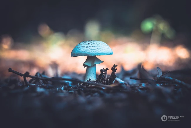 蘑菇图片，野地上，草丛中，森林里的各种蘑菇摄影美图 第7张