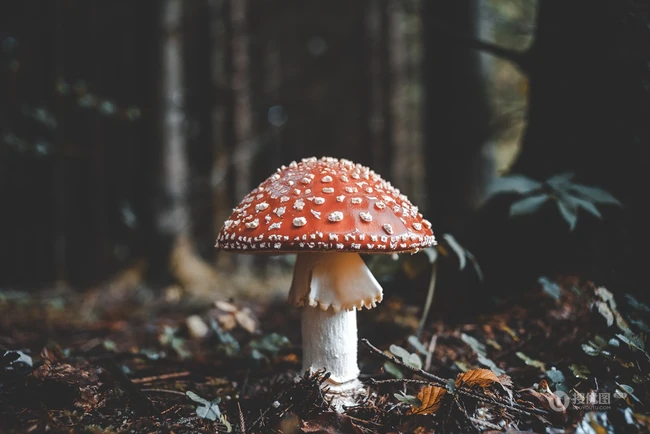 蘑菇图片，野地上，草丛中，森林里的各种蘑菇摄影美图 第10张
