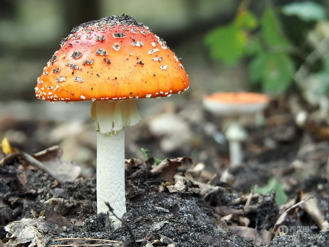 蘑菇图片，野地上，草丛中，森林里的各种蘑菇摄影美图 第5张