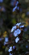 迷你的蓝色小花朵，小蓝雪花唯美高清摄影图片