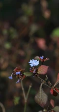 迷你的蓝色小花朵，小蓝雪花唯美高清摄影图片