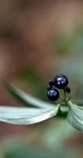 长着黑色小果实的野生百合科植物万寿竹唯美摄影美图