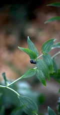 长着黑色小果实的野生百合科植物万寿竹唯美摄影美图