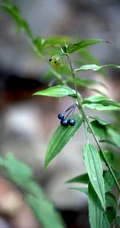 长着黑色小果实的野生百合科植物万寿竹唯美摄影美图