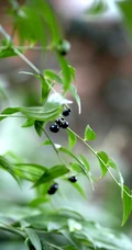 长着黑色小果实的野生百合科植物万寿竹唯美摄影美图