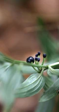 长着黑色小果实的野生百合科植物万寿竹唯美摄影美图