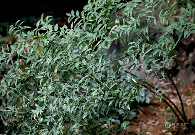 长着黑色小果实的野生百合科植物万寿竹唯美摄影美图