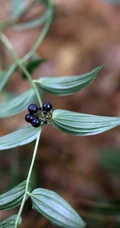 长着黑色小果实的野生百合科植物万寿竹唯美摄影美图