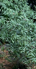 长着黑色小果实的野生百合科植物万寿竹唯美摄影美图