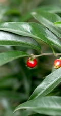 结着红色小果子的灌木植物野扇花高清图片