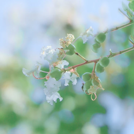 蔚蓝的天空，小清新植物，花朵，叶子唯美仰望视觉意境美图
