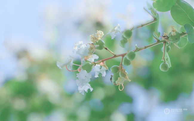 蔚蓝的天空，小清新植物，花朵，叶子唯美仰望视觉意境美图