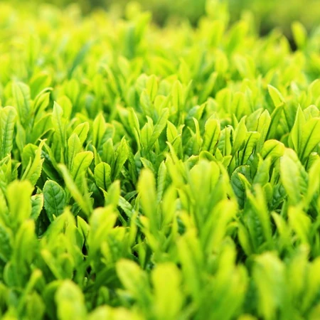 茶园 茶山唯美绿色自然风景图片