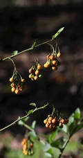 旋花茄 茄科 直立灌木 茄属植物旋花茄户外高清图片