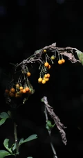 旋花茄 茄科 直立灌木 茄属植物旋花茄户外高清图片