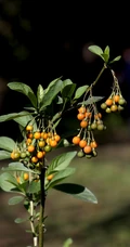旋花茄 茄科 直立灌木 茄属植物旋花茄户外高清图片
