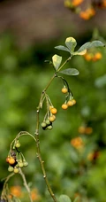 旋花茄 茄科 直立灌木 茄属植物旋花茄户外高清图片