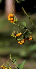 旋花茄 茄科 直立灌木 茄属植物旋花茄户外高清图片