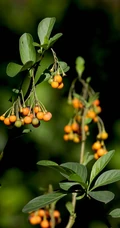 旋花茄 茄科 直立灌木 茄属植物旋花茄户外高清图片