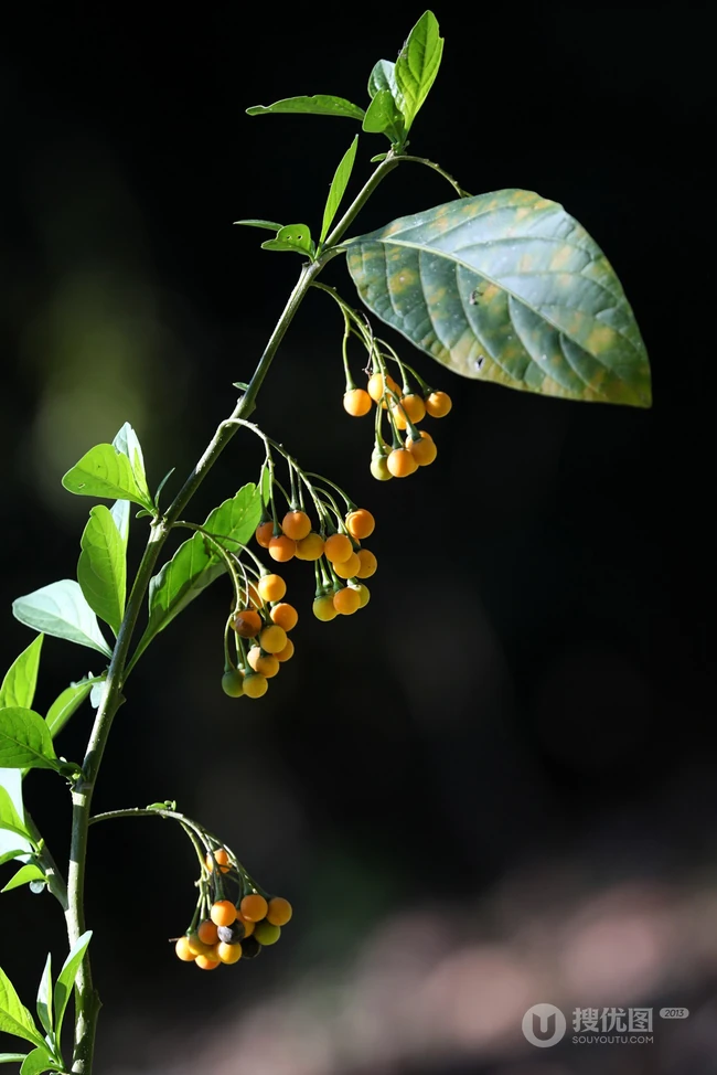 旋花茄 茄科 直立灌木 茄属植物旋花茄户外高清图片