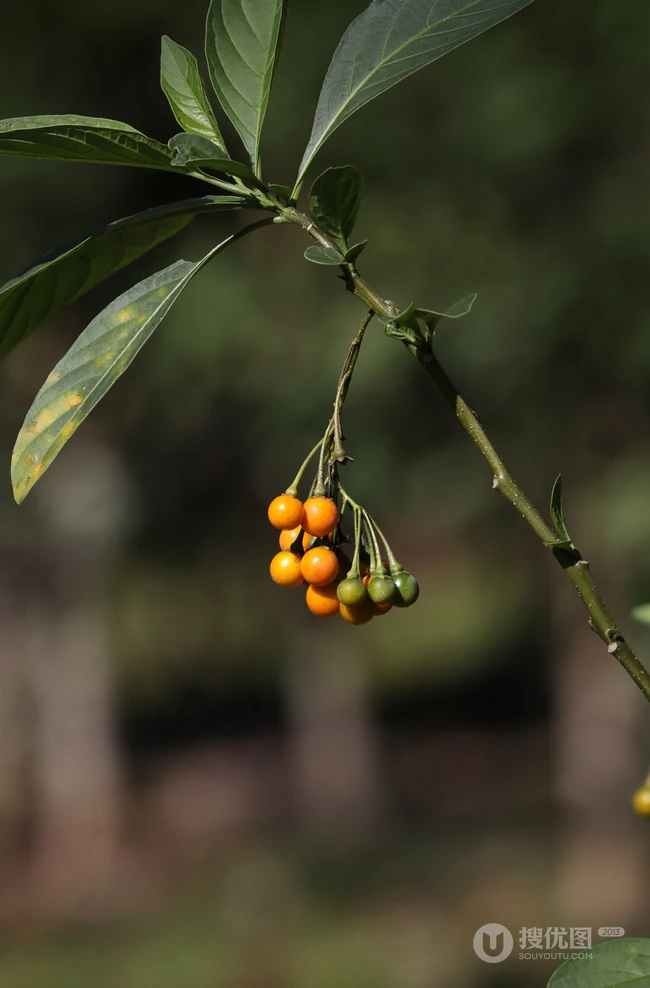 旋花茄 茄科 直立灌木 茄属植物旋花茄户外高清图片