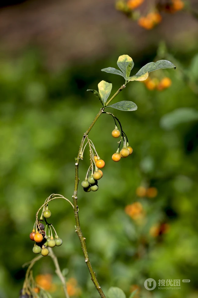 旋花茄 茄科 直立灌木 茄属植物旋花茄户外高清图片