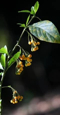 旋花茄 茄科 直立灌木 茄属植物旋花茄户外高清图片