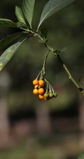 旋花茄 茄科 直立灌木 茄属植物旋花茄户外高清图片