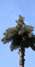 一生只开花结果一次 棕榈科，棕属高大乔木贝叶棕开花结果图片