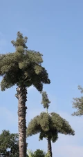 一生只开花结果一次 棕榈科，棕属高大乔木贝叶棕开花结果图片