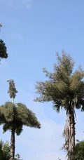 一生只开花结果一次 棕榈科，棕属高大乔木贝叶棕开花结果图片