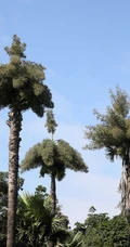 一生只开花结果一次 棕榈科，棕属高大乔木贝叶棕开花结果图片